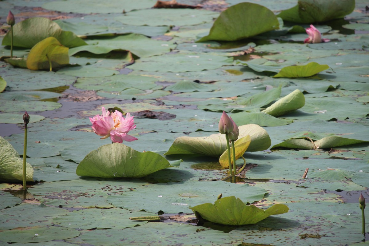 Nelumbo nucifera Gaertn.